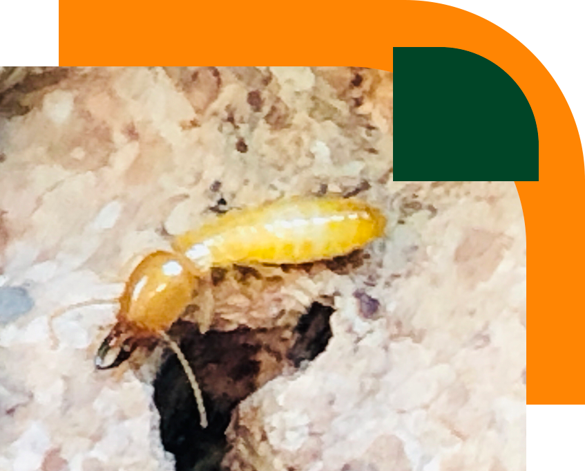 termite foto