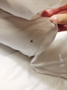 Human finding a bed bug on the blanket